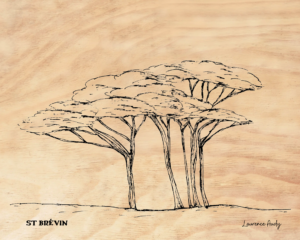 44-ST BREVIN-PIN PARASOL-BOIS 24X30