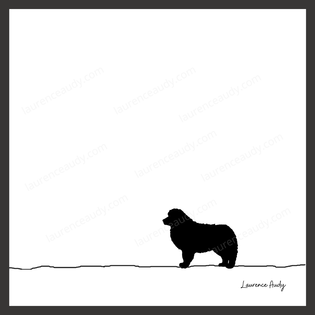 N&B-CHIEN-AMERICAN-SHEPHERD-01 CARRE filigrane cadre noir N&B-CHIEN-AMERICAN-SHEPHERD-01 CARRE filigrane cadre noir