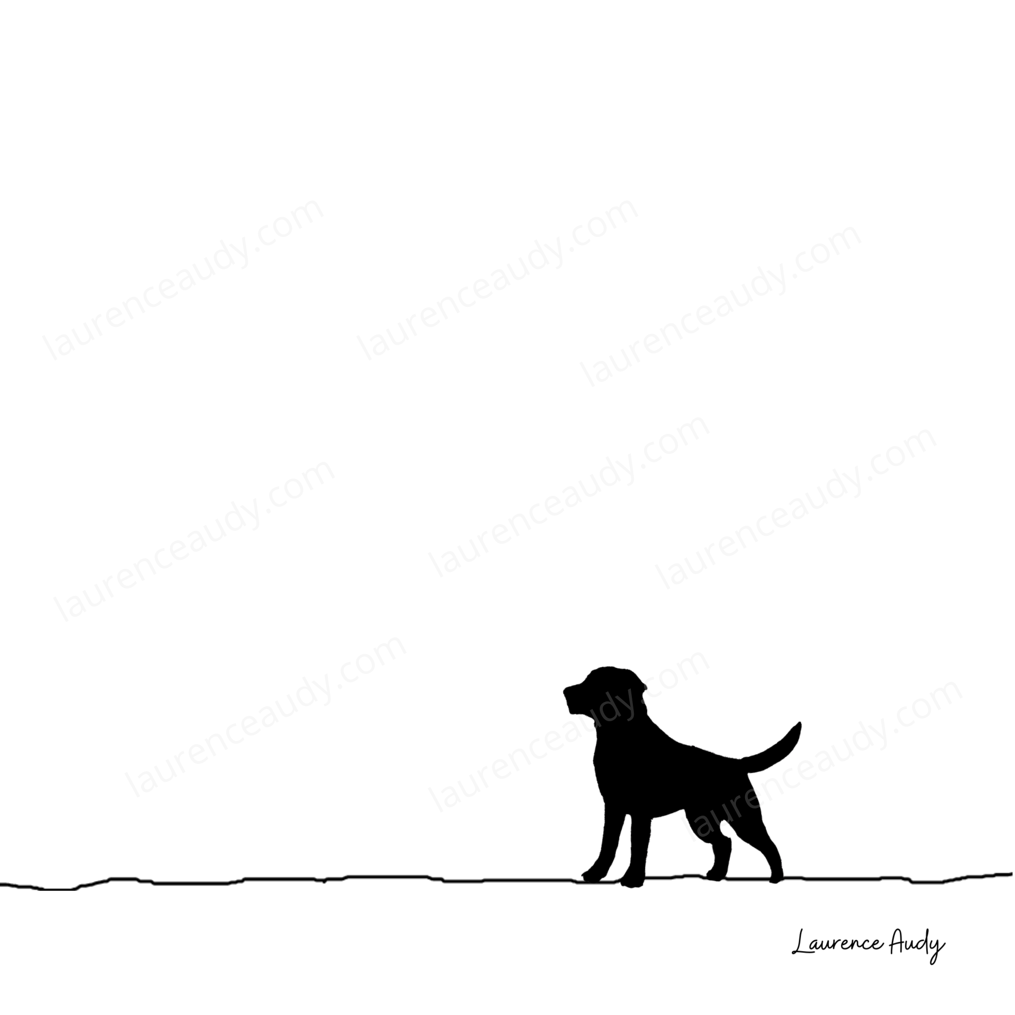 N&B-CHIEN-LABRADOR-01 CARRE filigrane